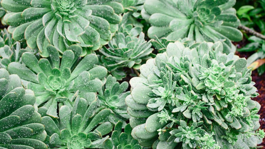 Designing a Zeroscape Landscape